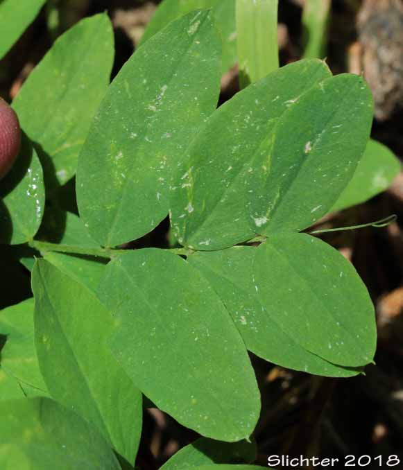 Sierra Peavine, Sierra Nevada Pea, Sierran Peavine: Lathyrus nevadensis var. nevadensis (Synonyms: Lathyrus lanceolatus, Lathyrus nevadensis ssp. lanceolatus, Lathyrus nevadensis ssp. nevadensis, Lathyrus nevadensis var. nuttallii , Lathyrus nevadensis var. pilosellus, Lathyrus nevadensis var. puniceus, Lathyrus nuttallii)