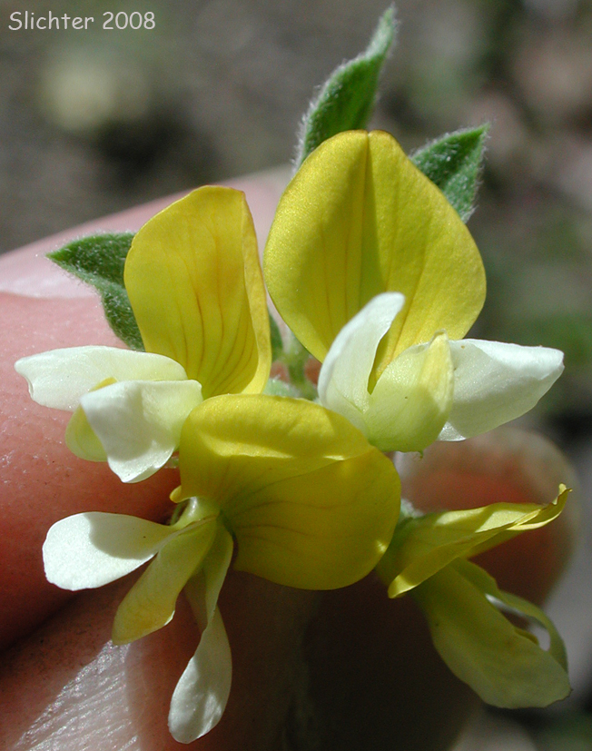 Inflorescence of Streambank Birdsfoot Trefoil: Hosackia oblongifolia var. oblongifolia (Synonyms: Hosackia torreyi, Lotus oblongifolius var. nevadensis, Lotus oblongifolius var. oblongifolius, Lotus torreyi)