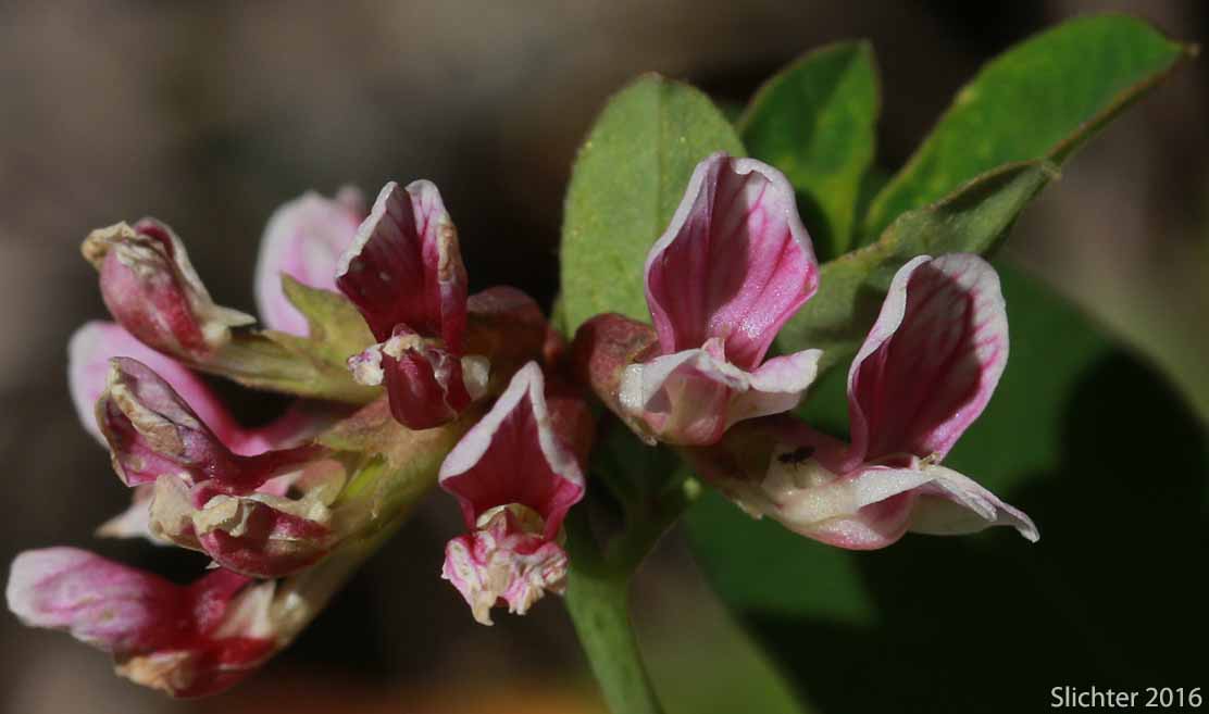Rosy Birdsfoot Trefoil, Rosy Bird's-foot Trefoil: Hosackia rosea (Synonyms: Lotus aboriginus, Lotus crassifolius var. subglaber, Lotus stipularis, Lotus stipularis var. subglaber)