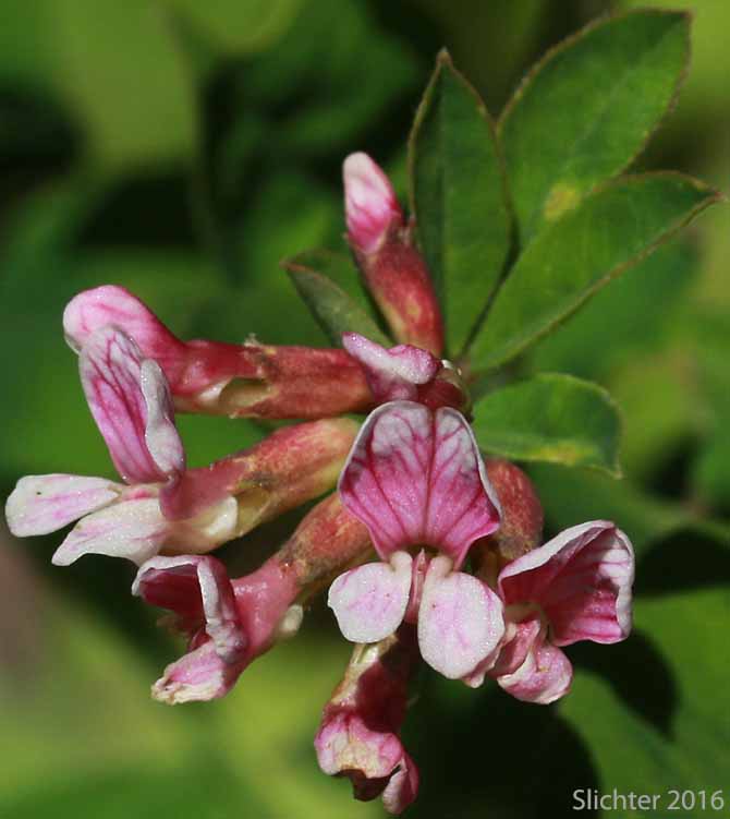 Inflorescence of Rosy Birdsfoot Trefoil, Rosy Bird's-foot Trefoil: Hosackia rosea (Synonyms: Lotus aboriginus, Lotus crassifolius var. subglaber, Lotus stipularis, Lotus stipularis var. subglaber)