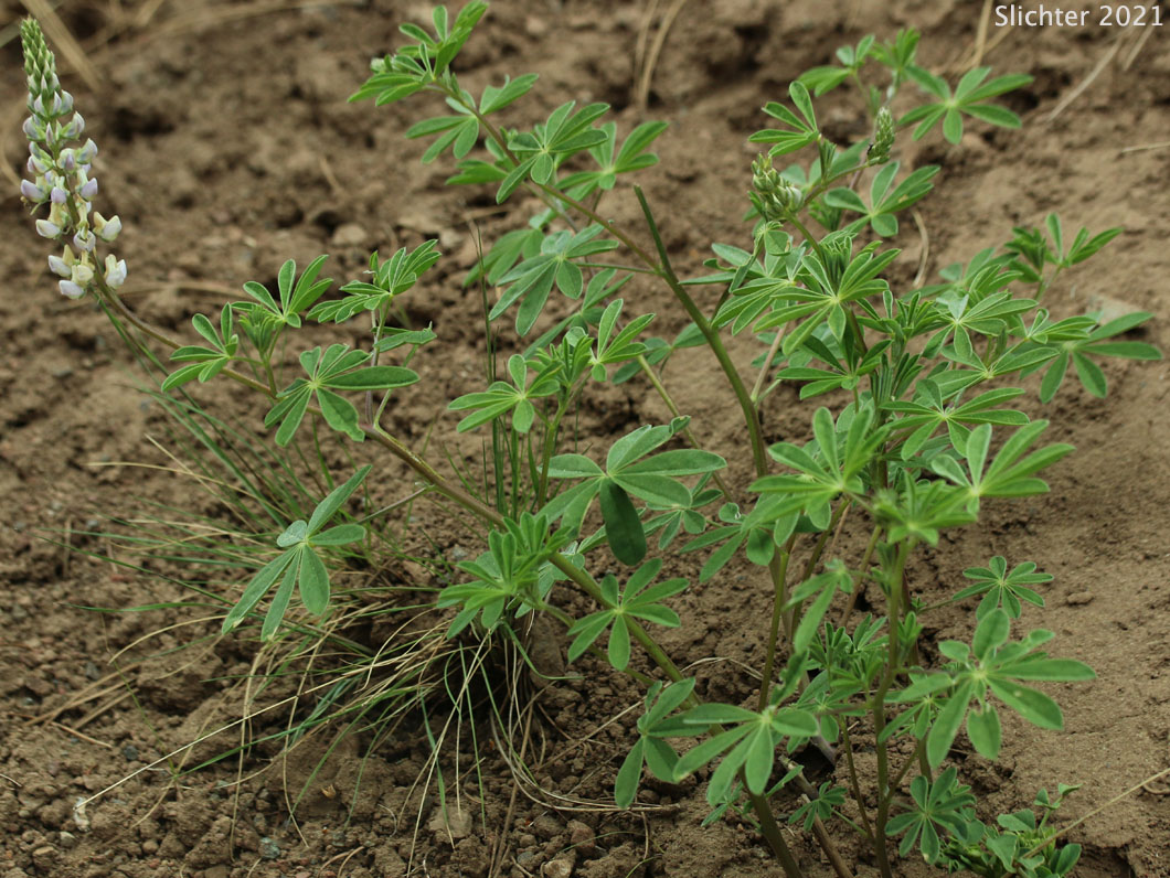 Pine Lupine, Sickle-keeled Lupine: Lupinus albicaulis var. albicaulis (Synonym: Lupinus albicaulis)