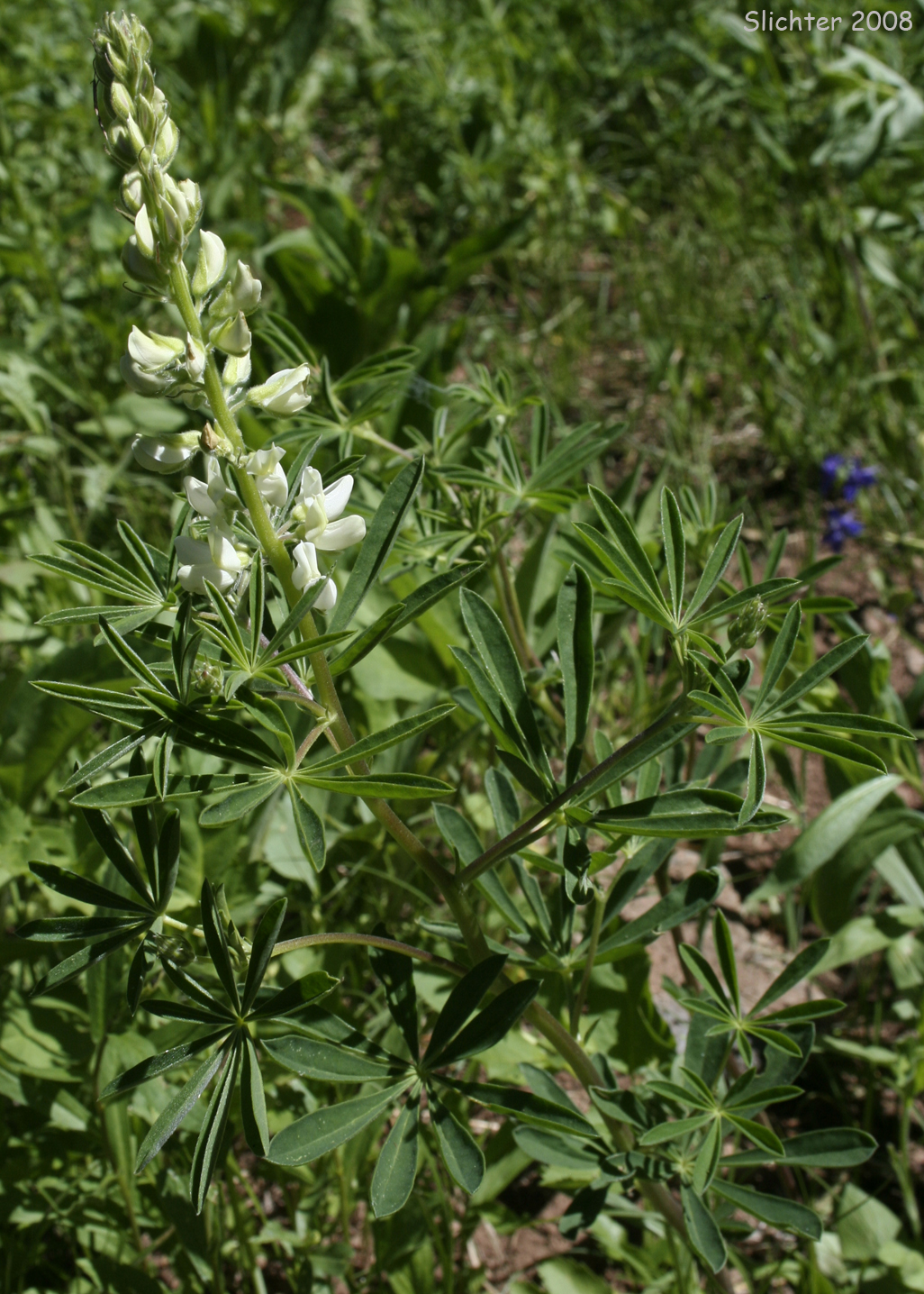 Drew's Silky Lupine, Drew's Silkykeel Lupine, Sicklekeel Lupine: Lupinus albicaulis var. shastensis (Synonyms: Lupinus adsurgens, Lupinus dalesiae, Lupinus gormanii, Lupinus pumicola)