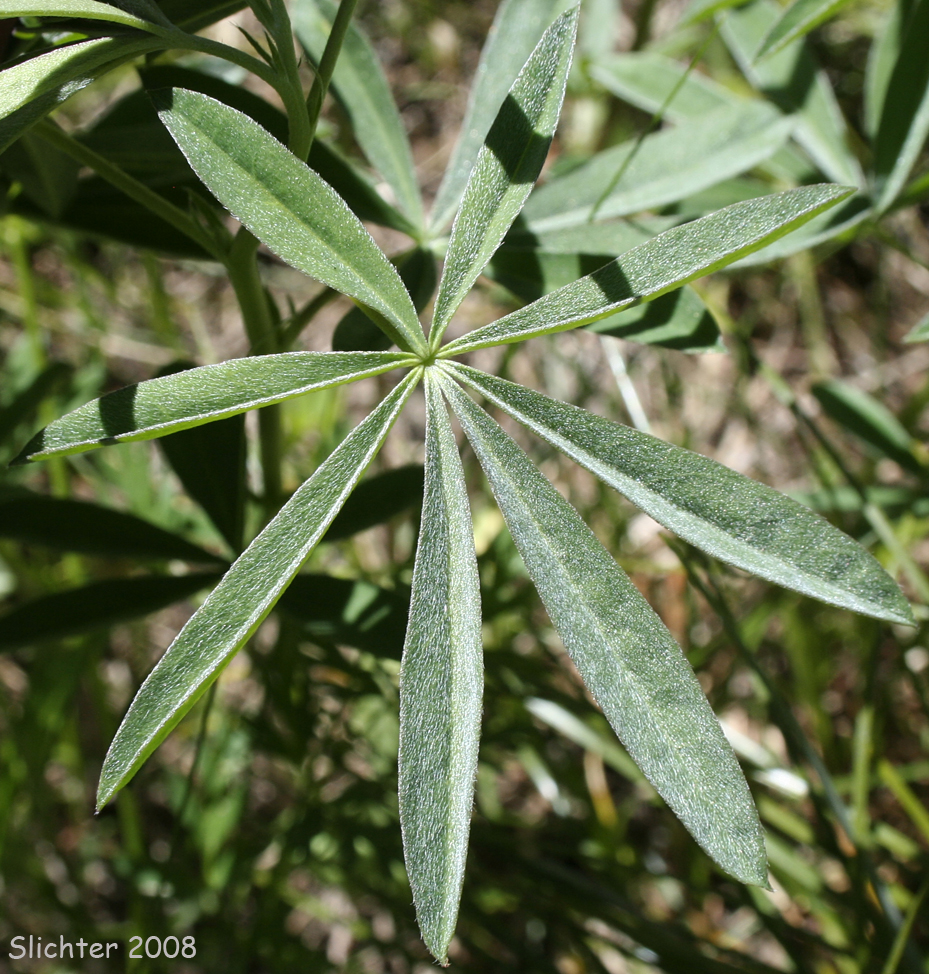 Palmately compound leaf of Drew's Silky Lupine, Drew's Silkykeel Lupine, Sicklekeel Lupine: Lupinus albicaulis var. shastensis (Synonyms: Lupinus adsurgens, Lupinus dalesiae, Lupinus gormanii, Lupinus pumicola)