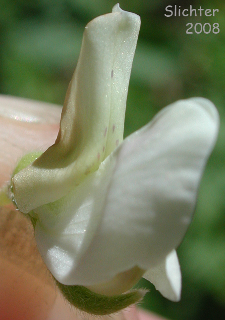 Flower of Drew's Silky Lupine, Drew's Silkykeel Lupine, Sicklekeel Lupine: Lupinus albicaulis var. shastensis (Synonyms: Lupinus adsurgens, Lupinus dalesiae, Lupinus gormanii, Lupinus pumicola)