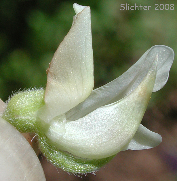 Keel of flower of Drew's Silky Lupine, Drew's Silkykeel Lupine, Sicklekeel Lupine: Lupinus albicaulis var. shastensis (Synonyms: Lupinus adsurgens, Lupinus dalesiae, Lupinus gormanii, Lupinus pumicola)