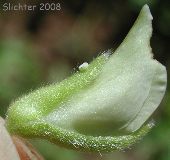 Calyx of Drew's Silky Lupine, Drew's Silkykeel Lupine, Sicklekeel Lupine: Lupinus albicaulis var. shastensis (Synonyms: Lupinus adsurgens, Lupinus dalesiae, Lupinus gormanii, Lupinus pumicola)