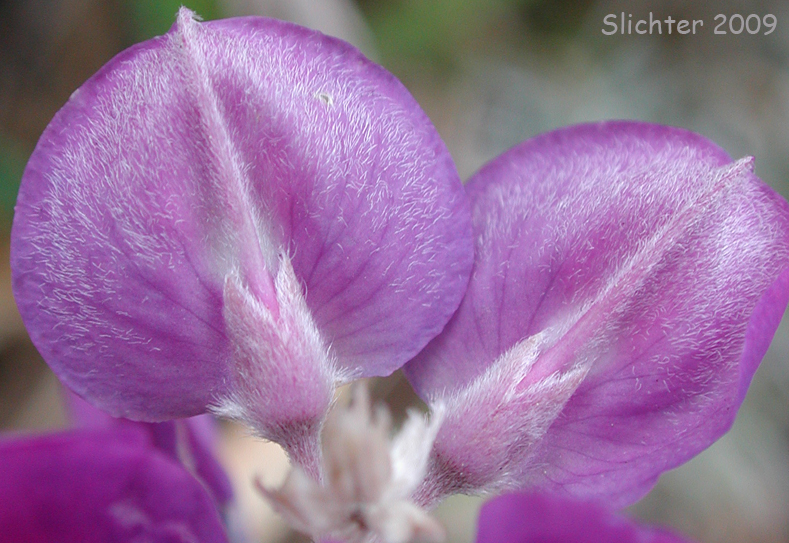 Flowers of White-leaved Lupine: Lupinus albifrons var. albifrons (Synonyms: Lupinus albifrons var. eminens, Lupinus albifrons var. fissicalyx, Lupinus albifrons var. flumineus, Lupinus fissicalyx)