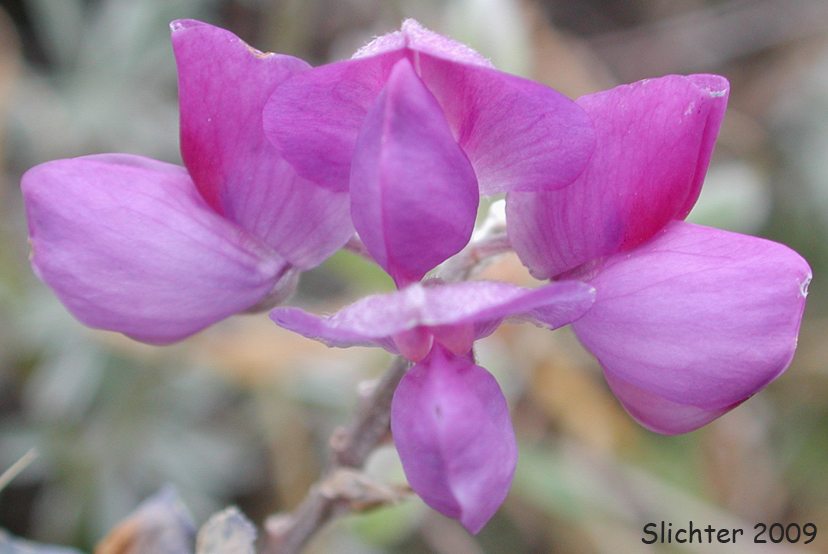 Flowers of White-leaved Lupine: Lupinus albifrons var. albifrons (Synonyms: Lupinus albifrons var. eminens, Lupinus albifrons var. fissicalyx, Lupinus albifrons var. flumineus, Lupinus fissicalyx)