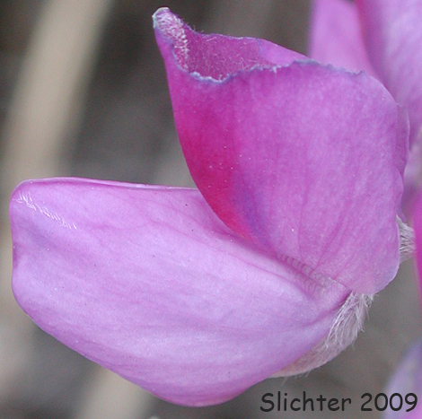 Flower of White-leaved Lupine: Lupinus albifrons var. albifrons (Synonyms: Lupinus albifrons var. eminens, Lupinus albifrons var. fissicalyx, Lupinus albifrons var. flumineus, Lupinus fissicalyx)