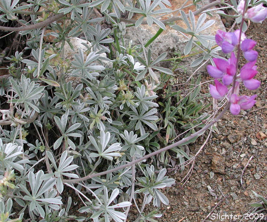 White-leaved Lupine: Lupinus albifrons var. albifrons (Synonyms: Lupinus albifrons var. eminens, Lupinus albifrons var. fissicalyx, Lupinus albifrons var. flumineus, Lupinus fissicalyx)