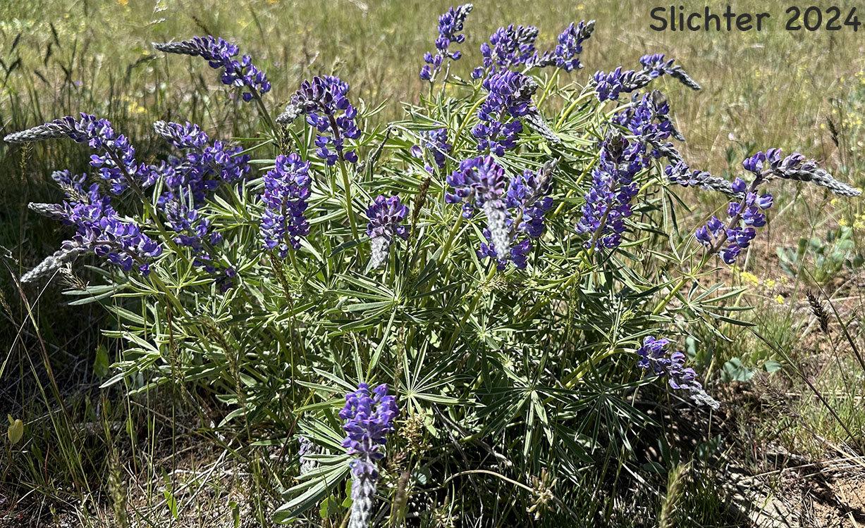 Longspur Lupine, Spur Lupine, Spurred Lupine: Lupinus arbustus (Synonyms: Lupinus amabilis, Lupinus arbustus ssp. arbustus, Lupinus arbustus ssp. arbustus var. arbustus, Lupinus arbustus ssp. arbustus var. montanus, Lupinus arbustus ssp. calcaratus, Lupinus arbustus ssp. neolaxiflorus, Lupinus arbustus ssp. pseudoparviflorus, Lupinus arbustus ssp. silvicola, Lupinus arbustus var. montanus, Lupinus argenteus ssp. argenteus var. laxiflorus, Lupinus argenteus var. laxiflorus, Lupinus caudatus, Lupinus caudatus var. submanes, Lupinus caudatus var. subtenellus, Lupinus laxiflorus, Lupinus laxiflorus ssp. laxiflorus, Lupinus laxiflorus var. calcaratus, Lupinus laxiflorus var. cognatus, Lupinus laxiflorus var. elmerianus, Lupinus laxiflorus var. laxiflorus, Lupinus laxiflorus var. lyleianus, Lupinus laxiflorus var. pseudoparviflorus, Lupinus laxiflorus var. silvicola, Lupinus lyleianus, Lupinus mucronulatus var. umatillensis, Lupinus sulphureus var. applegatianus)