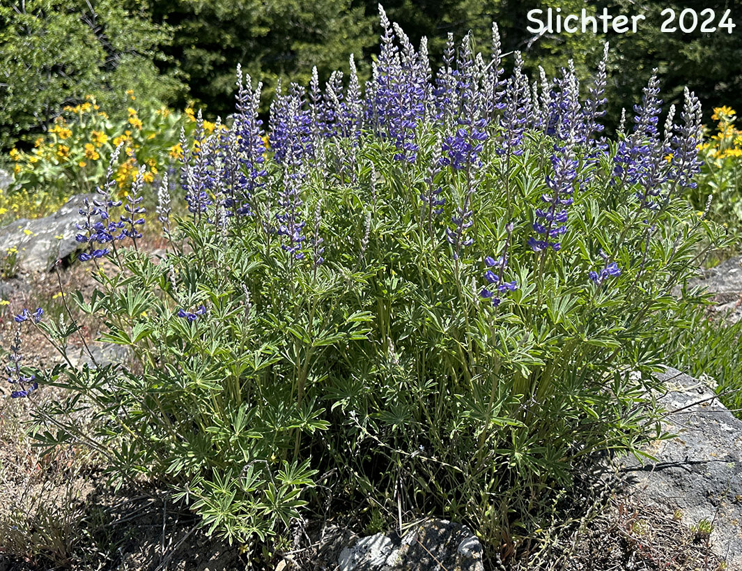 Longspur Lupine, Spur Lupine, Spurred Lupine: Lupinus arbustus (Synonyms: Lupinus amabilis, Lupinus arbustus ssp. arbustus, Lupinus arbustus ssp. arbustus var. arbustus, Lupinus arbustus ssp. arbustus var. montanus, Lupinus arbustus ssp. calcaratus, Lupinus arbustus ssp. neolaxiflorus, Lupinus arbustus ssp. pseudoparviflorus, Lupinus arbustus ssp. silvicola, Lupinus arbustus var. montanus, Lupinus argenteus ssp. argenteus var. laxiflorus, Lupinus argenteus var. laxiflorus, Lupinus caudatus, Lupinus caudatus var. submanes, Lupinus caudatus var. subtenellus, Lupinus laxiflorus, Lupinus laxiflorus ssp. laxiflorus, Lupinus laxiflorus var. calcaratus, Lupinus laxiflorus var. cognatus, Lupinus laxiflorus var. elmerianus, Lupinus laxiflorus var. laxiflorus, Lupinus laxiflorus var. lyleianus, Lupinus laxiflorus var. pseudoparviflorus, Lupinus laxiflorus var. silvicola, Lupinus lyleianus, Lupinus mucronulatus var. umatillensis, Lupinus sulphureus var. applegatianus)