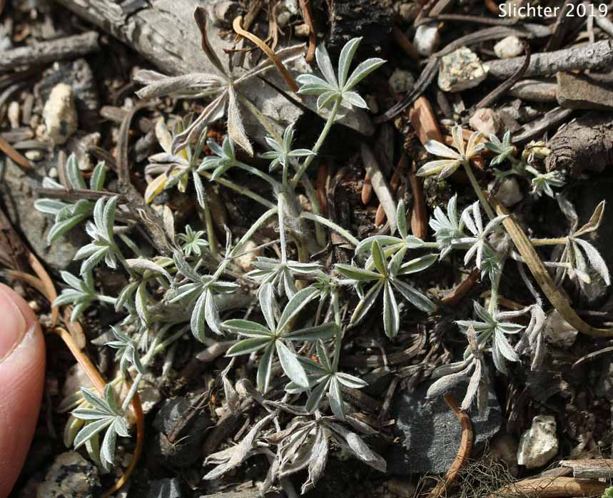 Brewer's Lupine: Lupinus breweri (Synonym: Lupinus breweri var. breweri)