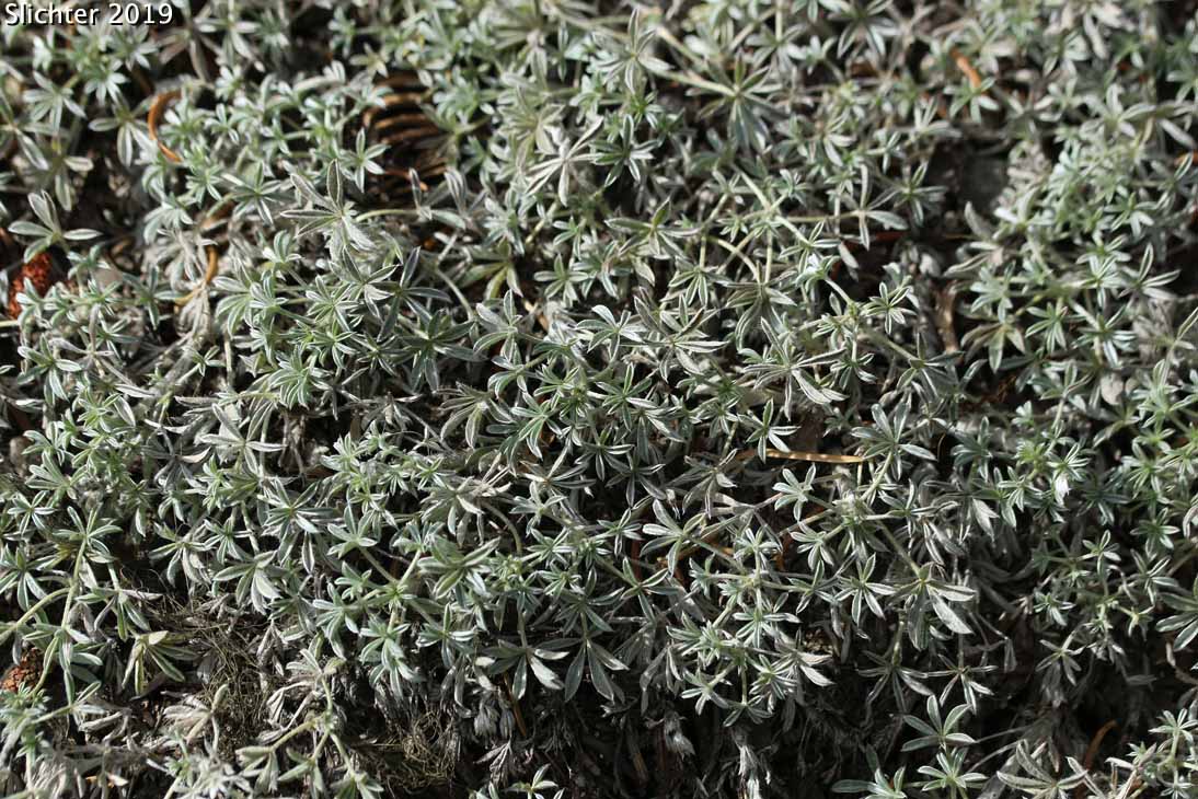 Brewer's Lupine: Lupinus breweri (Synonym: Lupinus breweri var. breweri)
