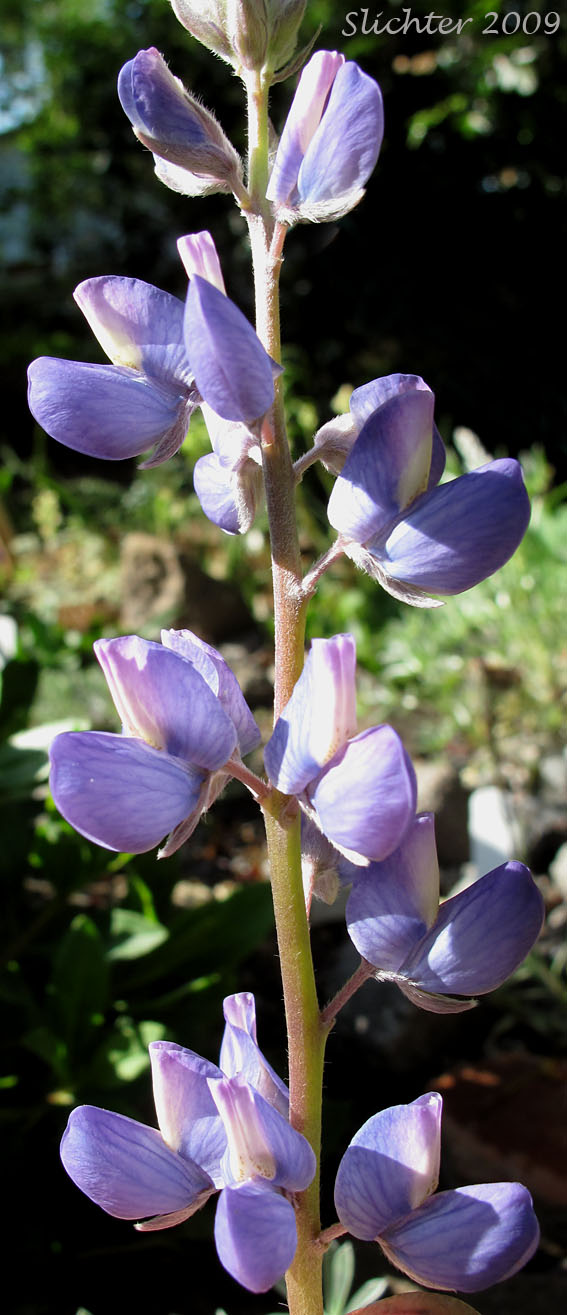 Raceme of Brewer's Lupine: Lupinus breweri (Synonym: Lupinus breweri var. breweri)