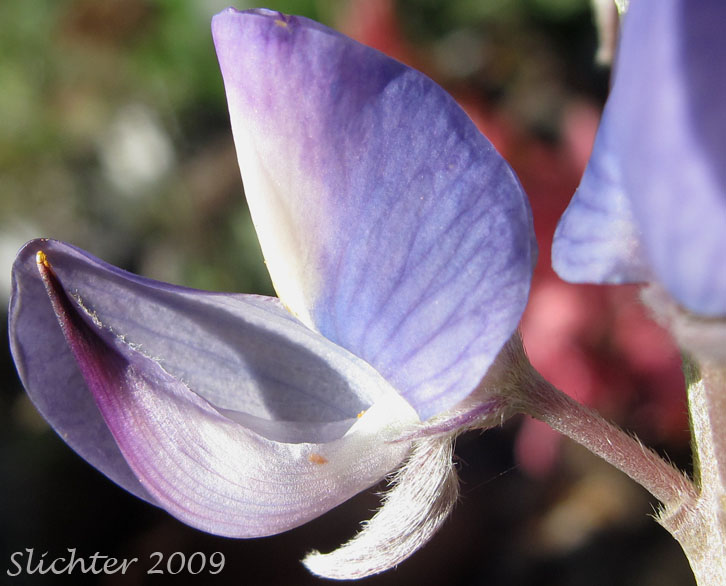 Keel of Brewer's Lupine: Lupinus breweri (Synonym: Lupinus breweri var. breweri)