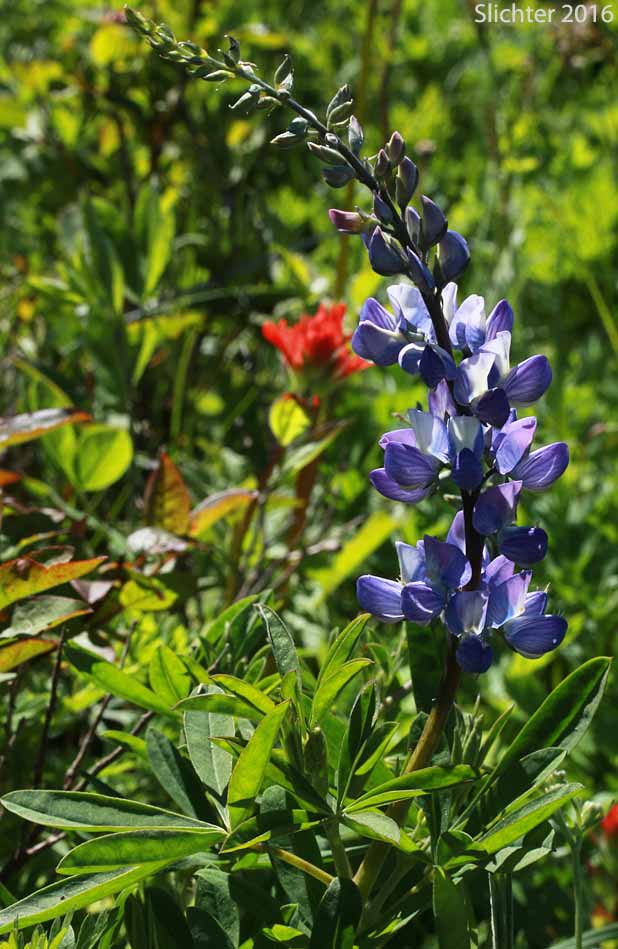 Broadleaf Lupine, Broad-leaved Lupine, Common Broad-leaf Lupine: Lupinus latifolius var. latifolius (Synonyms: Lupinus alpicola, Lupinus latifolius var. columbianus, Lupinus latifolius ssp. latifolius, Lupinus latifolius var. ligulatus, Lupinus latifolius var. longipes)