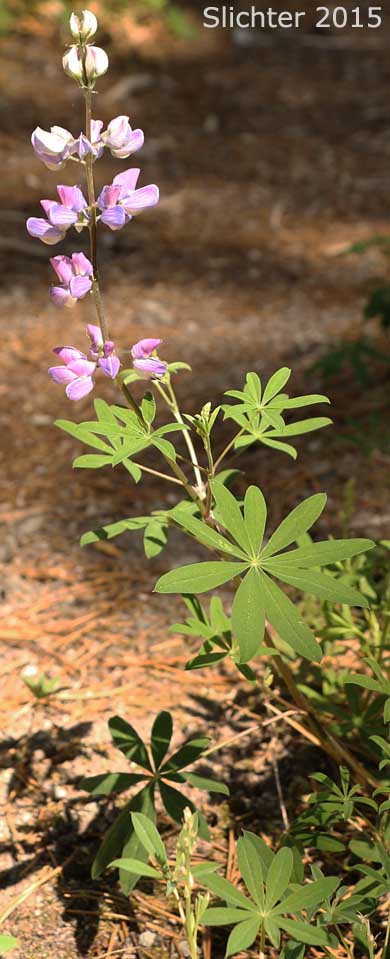 Broadleaf Lupine, Broad-leaved Lupine, Common Broad-leaf Lupine: Lupinus latifolius var. latifolius (Synonyms: Lupinus alpicola, Lupinus latifolius var. columbianus, Lupinus latifolius ssp. latifolius, Lupinus latifolius var. ligulatus, Lupinus latifolius var. longipes)