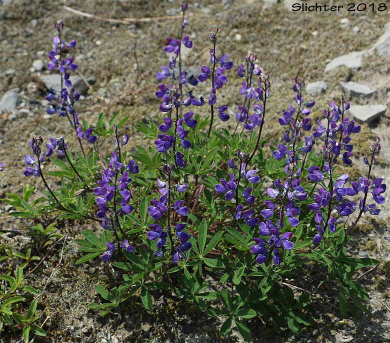 Broadleaf Lupine, Broad-leaved Lupine, Common Broad-leaf Lupine: Lupinus latifolius var. latifolius (Synonyms: Lupinus alpicola, Lupinus latifolius var. columbianus, Lupinus latifolius ssp. latifolius, Lupinus latifolius var. ligulatus, Lupinus latifolius var. longipes)