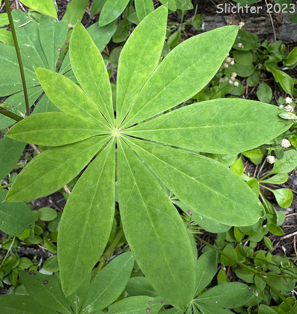 Leaf of Broadleaf Lupine, Broad-leaved Lupine, Common Broad-leaf Lupine: Lupinus latifolius var. latifolius (Synonyms: Lupinus alpicola, Lupinus latifolius var. columbianus, Lupinus latifolius ssp. latifolius, Lupinus latifolius var. ligulatus, Lupinus latifolius var. longipes)