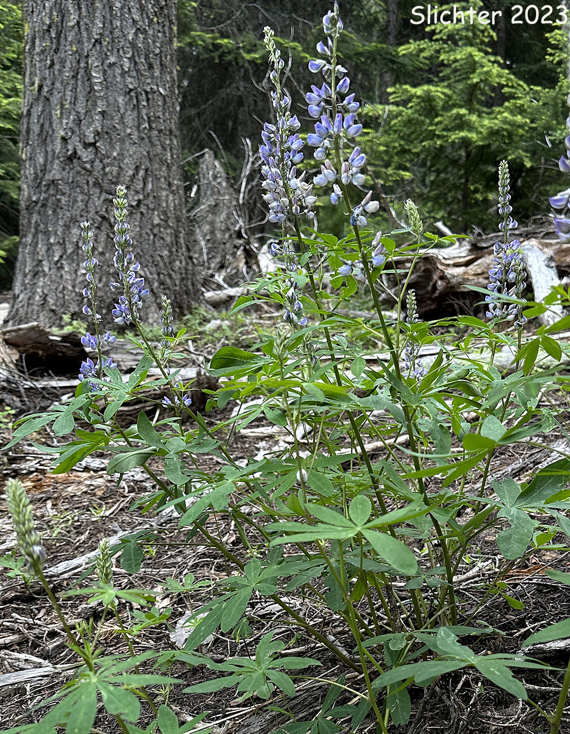 Broadleaf Lupine, Broad-leaved Lupine, Common Broad-leaf Lupine: Lupinus latifolius var. latifolius (Synonyms: Lupinus alpicola, Lupinus latifolius var. columbianus, Lupinus latifolius ssp. latifolius, Lupinus latifolius var. ligulatus, Lupinus latifolius var. longipes)