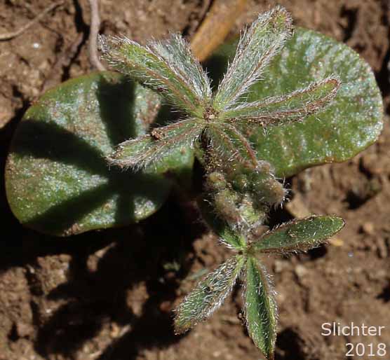 Seedling of Broadleaf Lupine, Broad-leaved Lupine, Common Broad-leaf Lupine: Lupinus latifolius var. latifolius (Synonyms: Lupinus alpicola, Lupinus latifolius var. columbianus, Lupinus latifolius ssp. latifolius, Lupinus latifolius var. ligulatus, Lupinus latifolius var. longipes)