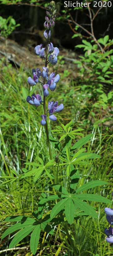 Broadleaf Lupine, Broad-leaved Lupine, Common Broad-leaf Lupine: Lupinus latifolius var. latifolius (Synonyms: Lupinus alpicola, Lupinus latifolius var. columbianus, Lupinus latifolius ssp. latifolius, Lupinus latifolius var. ligulatus, Lupinus latifolius var. longipes)