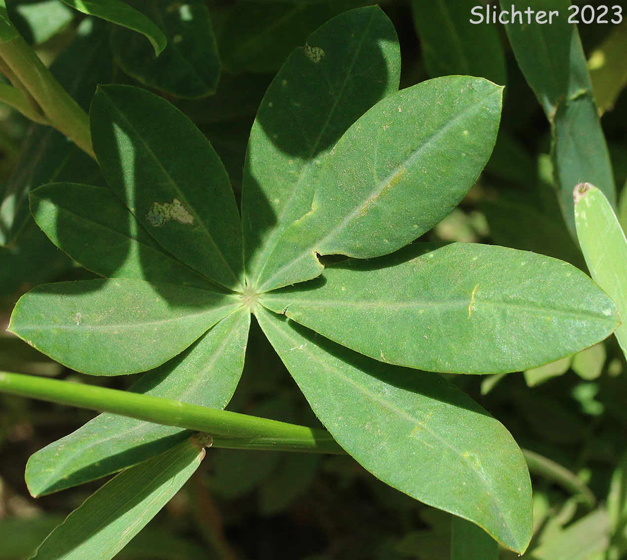 Leaf of Broadleaf Lupine, Broad-leaved Lupine, Common Broad-leaf Lupine: Lupinus latifolius var. latifolius (Synonyms: Lupinus alpicola, Lupinus latifolius var. columbianus, Lupinus latifolius ssp. latifolius, Lupinus latifolius var. ligulatus, Lupinus latifolius var. longipes)