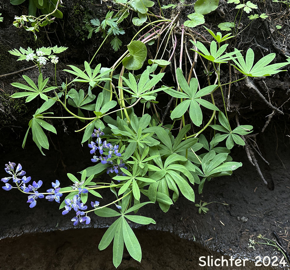 Broadleaf Lupine, Broad-leaved Lupine, Common Broad-leaf Lupine: Lupinus latifolius var. latifolius (Synonyms: Lupinus alpicola, Lupinus latifolius var. columbianus, Lupinus latifolius ssp. latifolius, Lupinus latifolius var. ligulatus, Lupinus latifolius var. longipes)