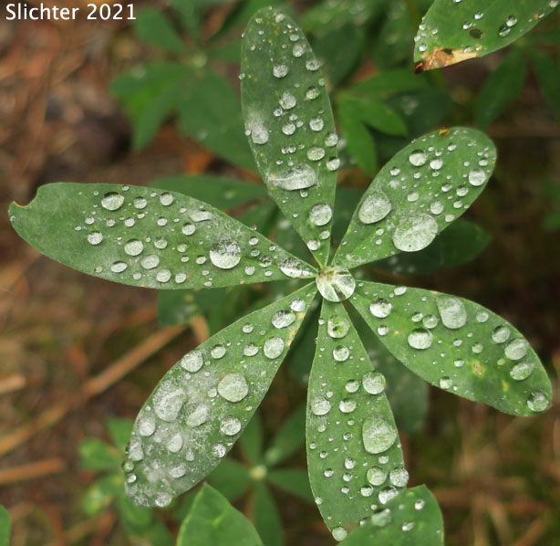 Leaf of Broadleaf Lupine, Broad-leaved Lupine, Common Broad-leaf Lupine: Lupinus latifolius var. latifolius (Synonyms: Lupinus alpicola, Lupinus latifolius var. columbianus, Lupinus latifolius ssp. latifolius, Lupinus latifolius var. ligulatus, Lupinus latifolius var. longipes)