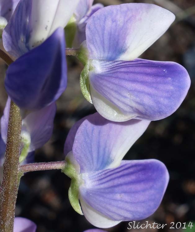 Flowers of Broadleaf Lupine, Broad-leaved Lupine, Common Broad-leaf Lupine: Lupinus latifolius var. latifolius (Synonyms: Lupinus alpicola, Lupinus latifolius var. columbianus, Lupinus latifolius ssp. latifolius, Lupinus latifolius var. ligulatus, Lupinus latifolius var. longipes)