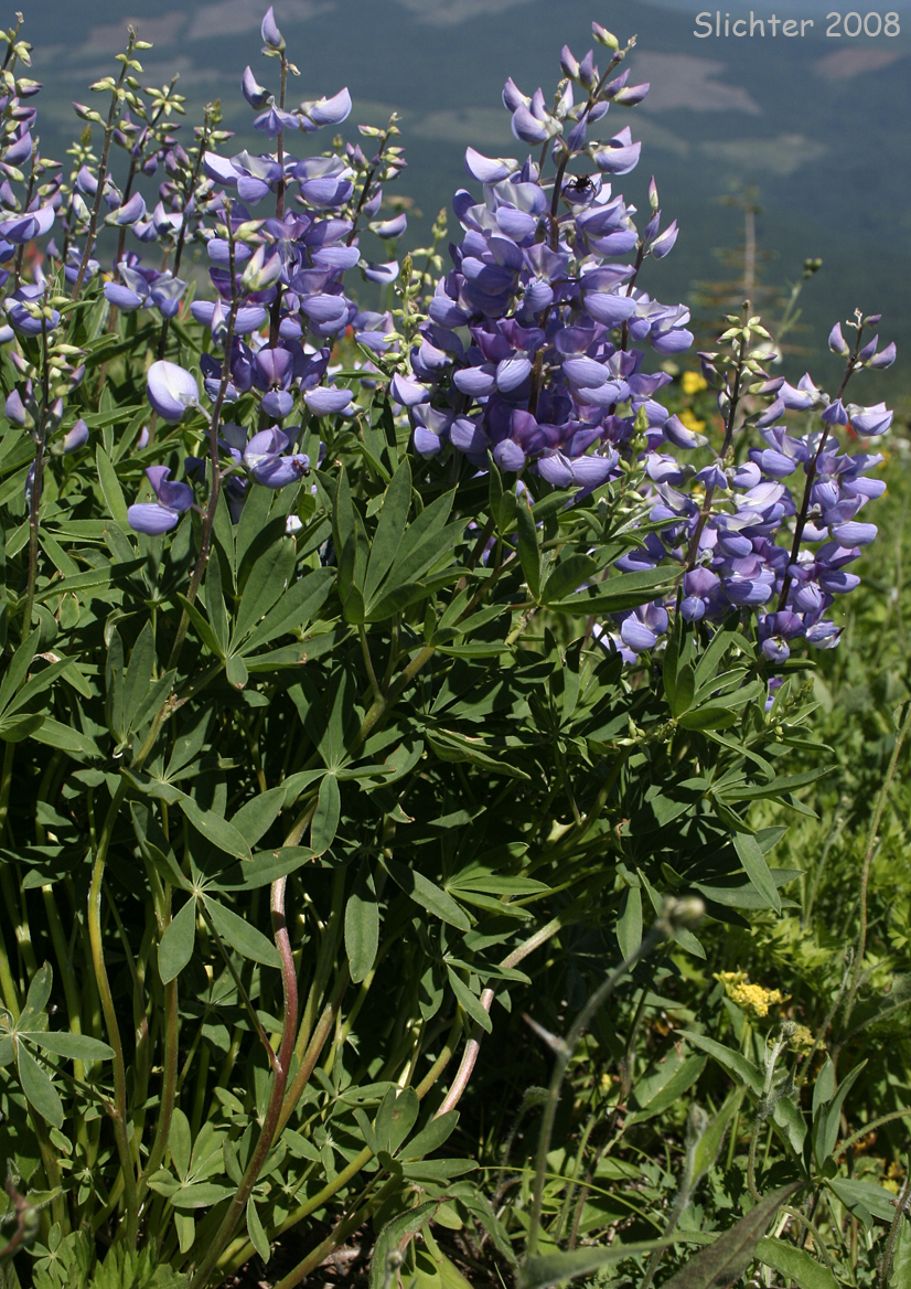 Broadleaf Lupine, Broad-leaved Lupine: Lupinus latifolius var. latifolius