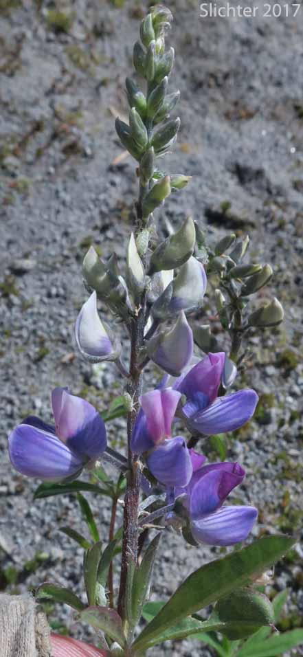 Broadleaf Lupine, Broad-leaved Lupine, Common Broad-leaf Lupine: Lupinus latifolius var. latifolius (Synonyms: Lupinus alpicola, Lupinus latifolius var. columbianus, Lupinus latifolius ssp. latifolius, Lupinus latifolius var. ligulatus, Lupinus latifolius var. longipes)