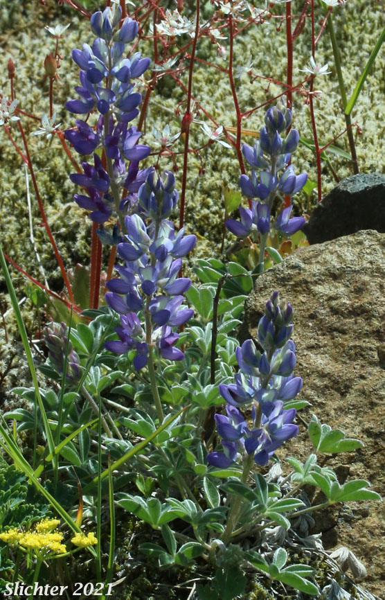 Dry Ground Lupine, Prairie Lupine: Lupinus lepidus var. aridus (Synonym: Lupinus aridus var. aridus)