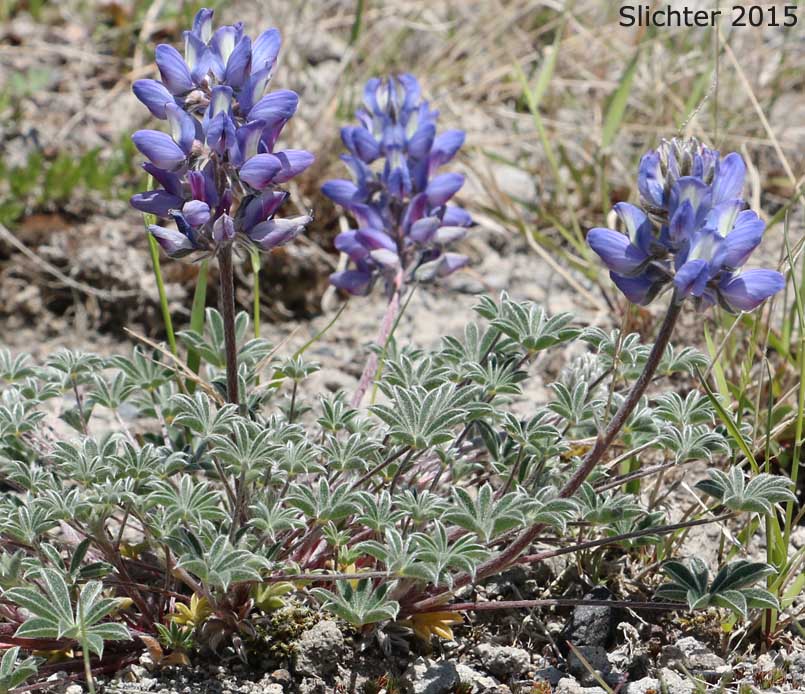 Dwarf Lupine, Donner Lake Lupine, Prairie Lupine, Prostrate Lupine: Lupinus lepidus var. lobbii (Synonyms: Lupinus lyallii var. fruticulosus, Lupinus lyallii var. lobbii, Lupinus lyallii var. lyallii, Lupinus lyallii var. macroflorus, Lupinus minutifolius, Lupinus sellulus var. lobbii)