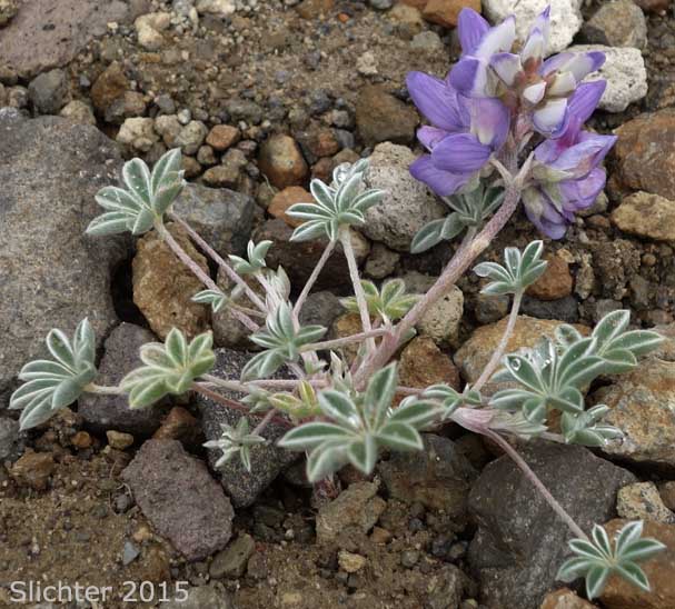 Dwarf Lupine, Donner Lake Lupine, Prairie Lupine, Prostrate Lupine: Lupinus lepidus var. lobbii (Synonyms: Lupinus lyallii var. fruticulosus, Lupinus lyallii var. lobbii, Lupinus lyallii var. lyallii, Lupinus lyallii var. macroflorus, Lupinus minutifolius, Lupinus sellulus var. lobbii)