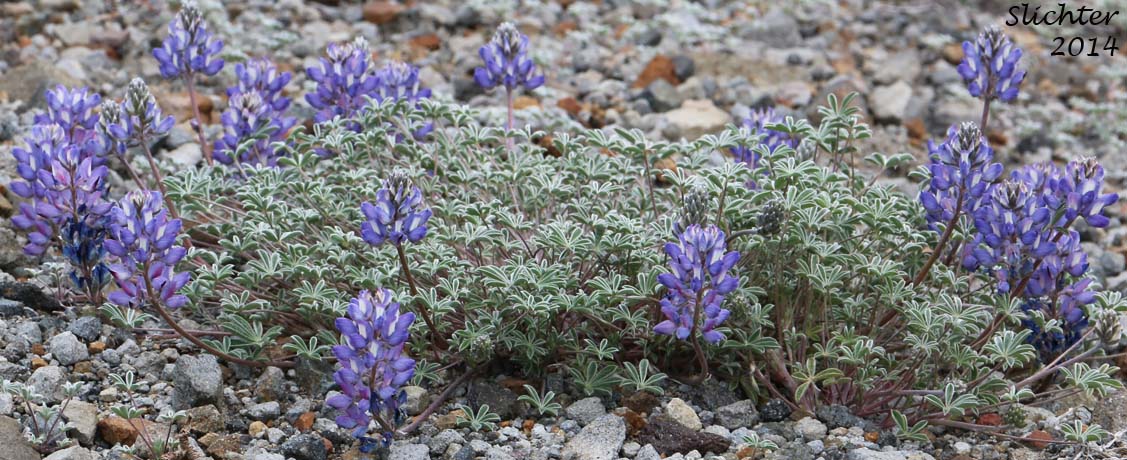 Dwarf Lupine, Donner Lake Lupine, Prairie Lupine, Prostrate Lupine: Lupinus lepidus var. lobbii (Synonyms: Lupinus lyallii var. fruticulosus, Lupinus lyallii var. lobbii, Lupinus lyallii var. lyallii, Lupinus lyallii var. macroflorus, Lupinus minutifolius, Lupinus sellulus var. lobbii)