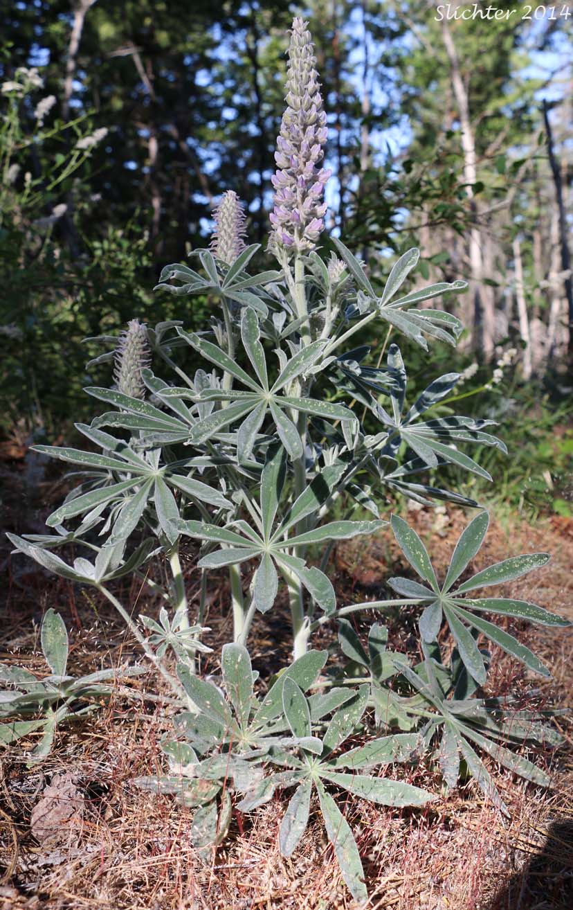 Velvet Lupine, White-leaved Lupine, Wooly-leaved Lupine, Poison Lupine: Lupinus leucophyllus (Synonyms: Lupinus canescens, Lupinus cyaneus, Lupinus enodatus, Lupinus forslingii, Lupinus holosericeus var. amblyophyllus, Lupinus leucophyllus var. belliae, Lupinus leucophyllus var. canescens, Lupinus leucophyllus ssp. erectus, Lupinus leucophyllus ssp. leucophyllus, Lupinus leucophyllus ssp. leucophyllus var. canescens, Lupinus leucophyllus ssp. leucophyllus var. leucophyllus, Lupinus leucophyllus var. leucophyllus, Lupinus leucophyllus var. plumosus, Lupinus leucophyllus var. retrorsus, Lupinus leucophyllus var. tenuispicus, Lupinus macrostachys, Lupinus plumosus, Lupinus retrorsus)