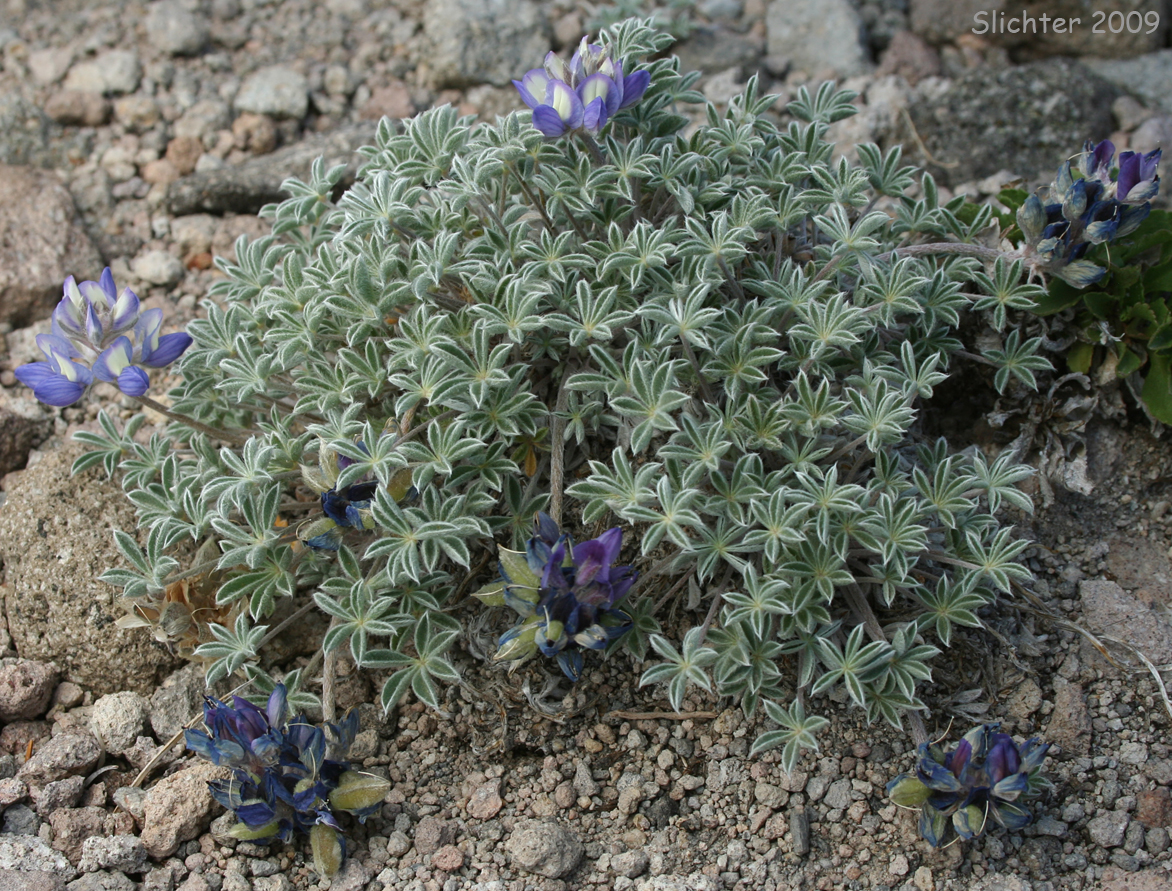 Dwarf Lupine, Donner Lake Lupine, Prairie Lupine, Prostrate Lupine: Lupinus lepidus var. lobbii (Synonyms: Lupinus lyallii var. fruticulosus, Lupinus lyallii var. lobbii, Lupinus lyallii var. lyallii, Lupinus lyallii var. macroflorus, Lupinus minutifolius, Lupinus sellulus var. lobbii)