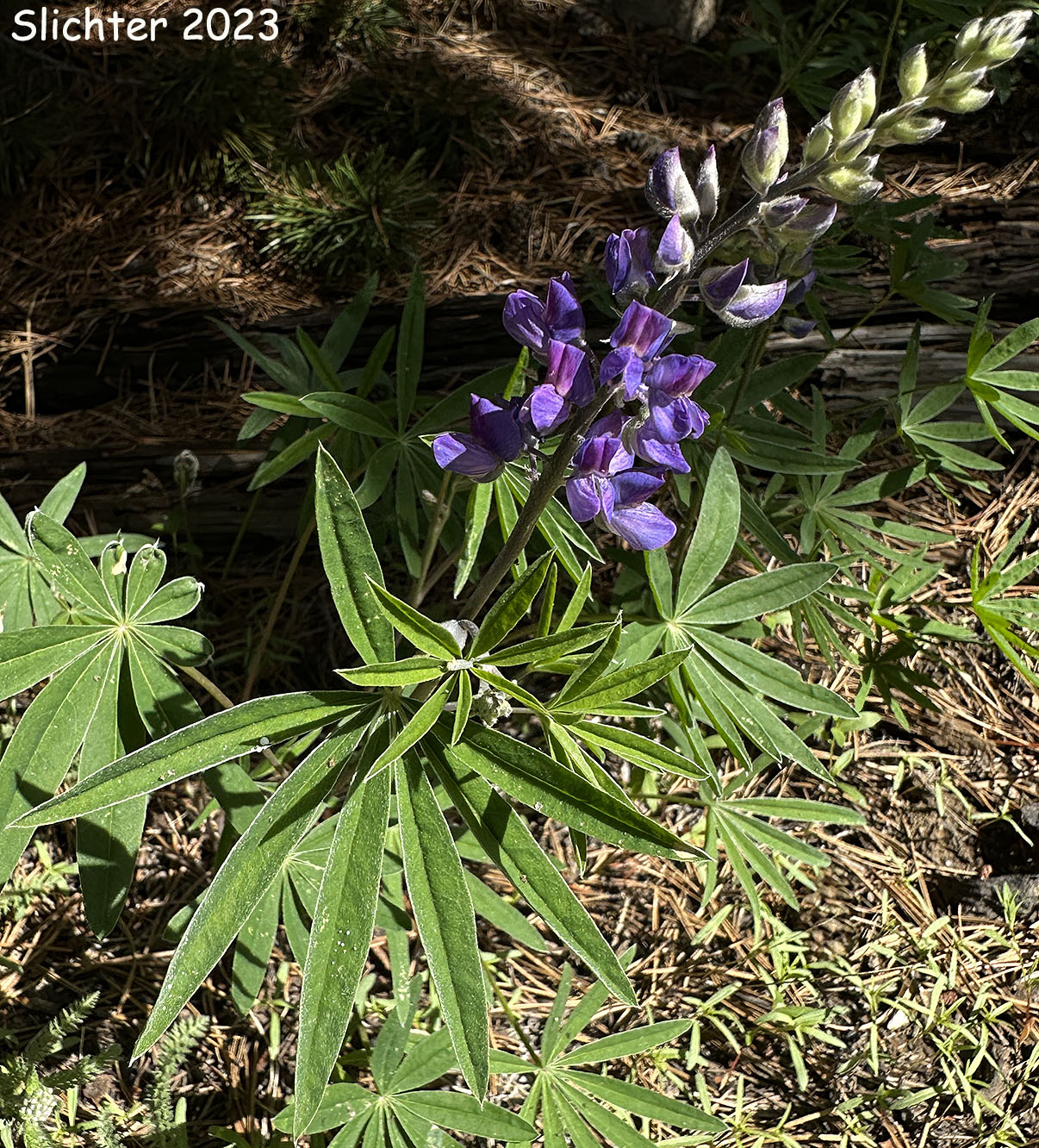Silky Lupine: Lupinus sericeus (Synonyms: Lupinus ornatus, Lupinus sericeus var. fikeranus, Lupinus sericeus var. flexuosus, Lupinus sericeus var. maximus, Lupinus sericeus ssp. sericeus, Lupinus sericeus var. sericeus, Lupinus sericeus var. wallowensis)
