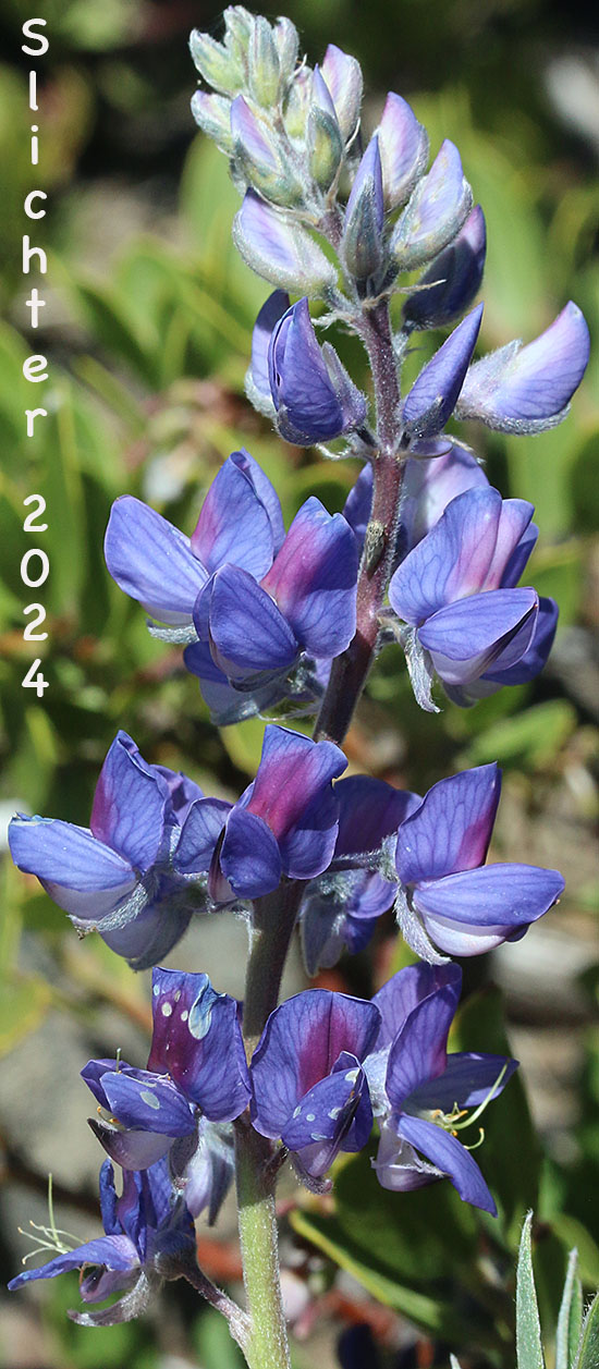 Inflorescence of Silky Lupine: Lupinus sericeus (Synonyms: Lupinus ornatus, Lupinus sericeus var. fikeranus, Lupinus sericeus var. flexuosus, Lupinus sericeus var. maximus, Lupinus sericeus ssp. sericeus, Lupinus sericeus var. sericeus, Lupinus sericeus var. wallowensis)