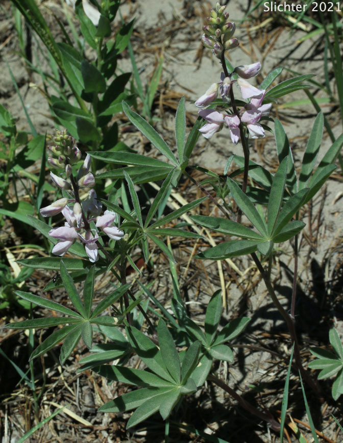 Silky Lupine: Lupinus sericeus (Synonyms: Lupinus alpicola, Lupinus buckinghamii, Lupinus fikeranus, Lupinus flavicaulis, Lupinus flexuosus, Lupinus huilcoflorus, Lupinus leucopsis, Lupinus leucopsis var. mollis, Lupinus leucopsis var. shermanensis, Lupinus ramosus, Lupinus ornatus, Lupinus sericeus ssp. sericeus, Lupinus sericeus var. fikeranus, Lupinus sericeus var. flexuosus, Lupinus sericeus var. sericeus, Lupinus sericeus var. subflexuosus, Lupinus sericeus var. wallowensis, Lupinus spiraeaphilus, Lupinus tuckerianus)