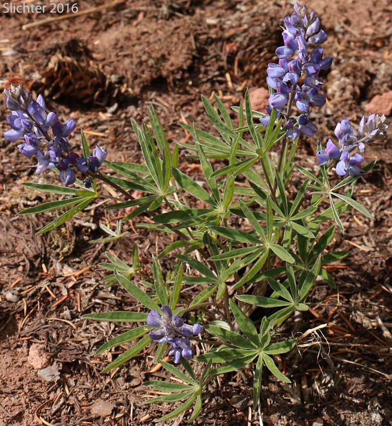Silky Lupine: Lupinus sericeus (Synonyms: Lupinus alpicola, Lupinus buckinghamii, Lupinus fikeranus, Lupinus flavicaulis, Lupinus flexuosus, Lupinus huilcoflorus, Lupinus leucopsis, Lupinus leucopsis var. mollis, Lupinus leucopsis var. shermanensis, Lupinus ramosus, Lupinus ornatus, Lupinus sericeus ssp. sericeus, Lupinus sericeus var. fikeranus, Lupinus sericeus var. flexuosus, Lupinus sericeus var. sericeus, Lupinus sericeus var. subflexuosus, Lupinus sericeus var. wallowensis, Lupinus spiraeaphilus, Lupinus tuckerianus)