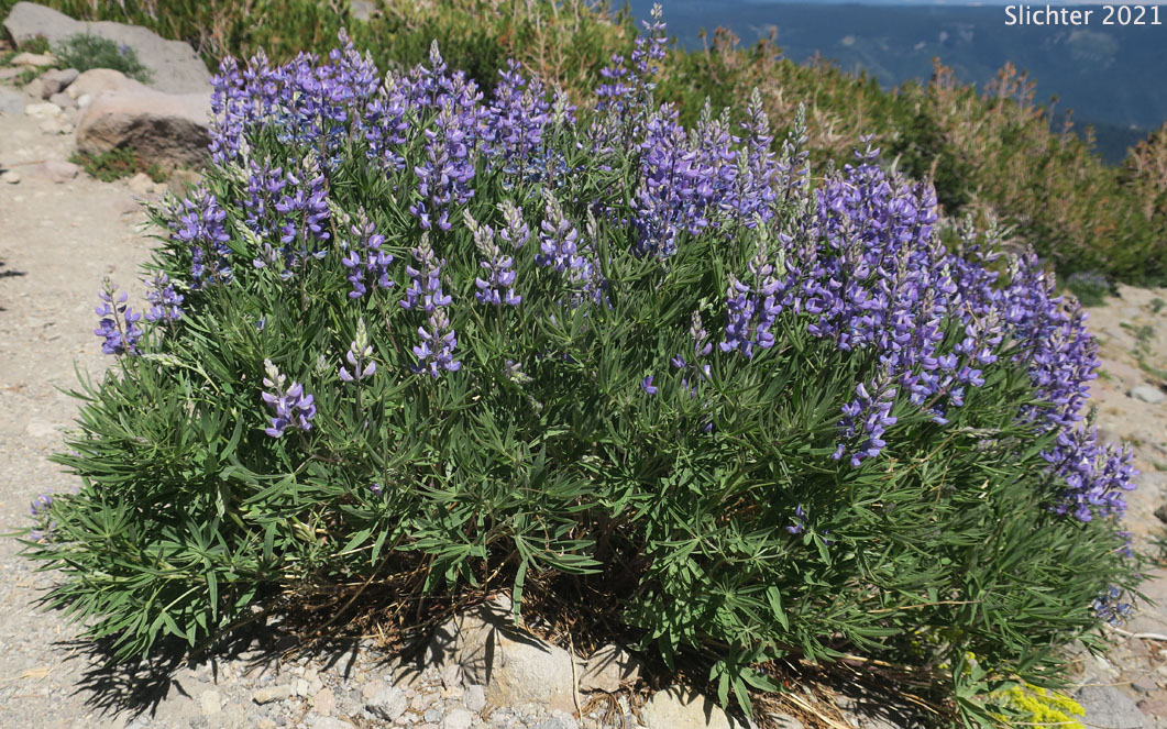 Silky Lupine: Lupinus sericeus (Synonyms: Lupinus alpicola, Lupinus buckinghamii, Lupinus fikeranus, Lupinus flavicaulis, Lupinus flexuosus, Lupinus huilcoflorus, Lupinus leucopsis, Lupinus leucopsis var. mollis, Lupinus leucopsis var. shermanensis, Lupinus ramosus, Lupinus ornatus, Lupinus sericeus ssp. sericeus, Lupinus sericeus var. fikeranus, Lupinus sericeus var. flexuosus, Lupinus sericeus var. sericeus, Lupinus sericeus var. subflexuosus, Lupinus sericeus var. wallowensis, Lupinus spiraeaphilus, Lupinus tuckerianus)