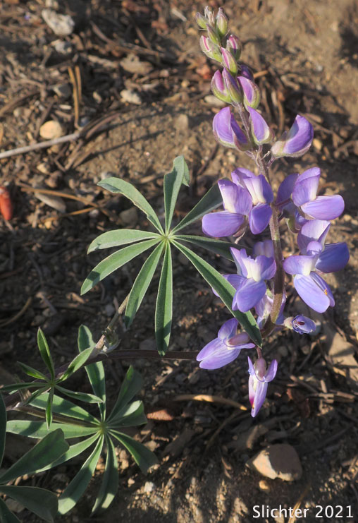 Silky Lupine: Lupinus sericeus (Synonyms: Lupinus alpicola, Lupinus buckinghamii, Lupinus fikeranus, Lupinus flavicaulis, Lupinus flexuosus, Lupinus huilcoflorus, Lupinus leucopsis, Lupinus leucopsis var. mollis, Lupinus leucopsis var. shermanensis, Lupinus ramosus, Lupinus ornatus, Lupinus sericeus ssp. sericeus, Lupinus sericeus var. fikeranus, Lupinus sericeus var. flexuosus, Lupinus sericeus var. sericeus, Lupinus sericeus var. subflexuosus, Lupinus sericeus var. wallowensis, Lupinus spiraeaphilus, Lupinus tuckerianus)