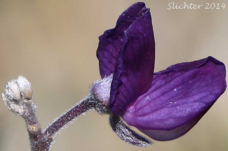 Sideview of a flower of Silky Lupine: Lupinus sericeus (Synonyms: Lupinus alpicola, Lupinus buckinghamii, Lupinus fikeranus, Lupinus flavicaulis, Lupinus flexuosus, Lupinus huilcoflorus, Lupinus leucopsis, Lupinus leucopsis var. mollis, Lupinus leucopsis var. shermanensis, Lupinus ramosus, Lupinus ornatus, Lupinus sericeus ssp. sericeus, Lupinus sericeus var. fikeranus, Lupinus sericeus var. flexuosus, Lupinus sericeus var. sericeus, Lupinus sericeus var. subflexuosus, Lupinus sericeus var. wallowensis, Lupinus spiraeaphilus, Lupinus tuckerianus)