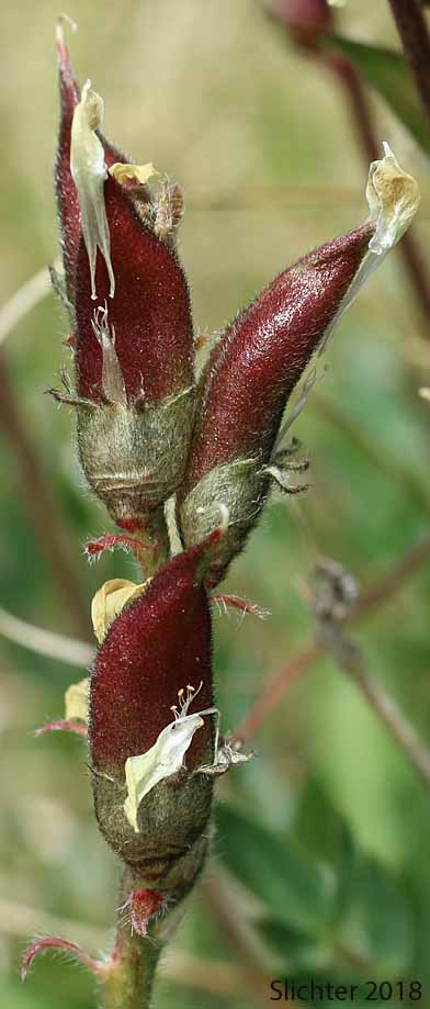 Fruits of Yellow-flower Locoweed: Oxytropis campestris var. gracilis (Synonyms: Oxytropis campestris ssp. gracilis, Oxytropis campestris var. cervinus, Oxytropis gracilis, Oxytropis luteola, Oxytropis monticola , Oxytropis villosa)