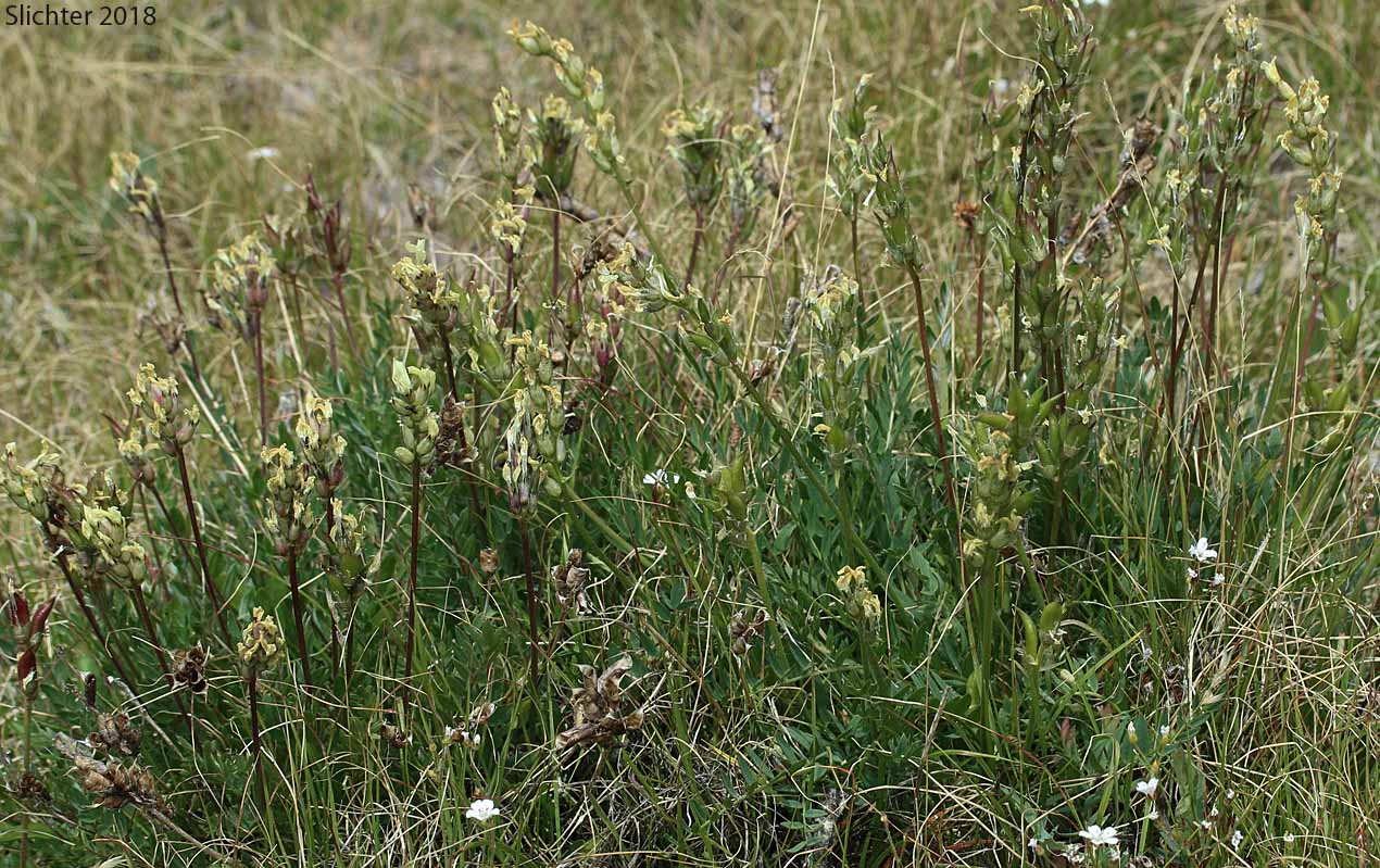 Yellow-flower Locoweed: Oxytropis campestris var. gracilis (Synonyms: Oxytropis campestris ssp. gracilis, Oxytropis campestris var. cervinus, Oxytropis gracilis, Oxytropis luteola, Oxytropis monticola , Oxytropis villosa)