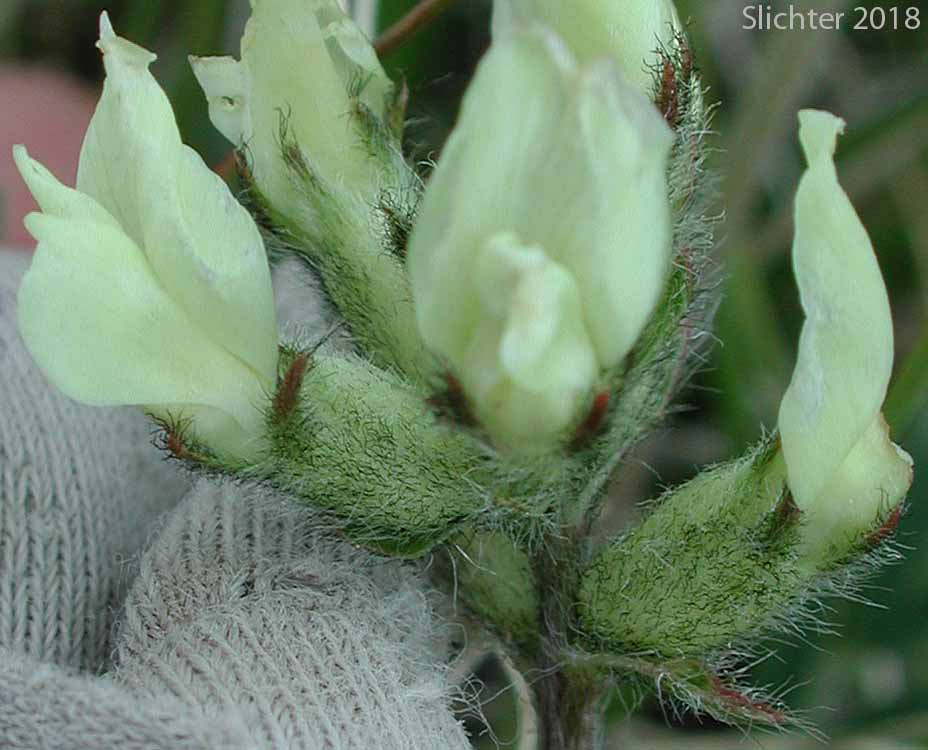 Inflorescence of Yellow-flower Locoweed: Oxytropis campestris var. gracilis (Synonyms: Oxytropis campestris ssp. gracilis, Oxytropis campestris var. cervinus, Oxytropis gracilis, Oxytropis luteola, Oxytropis monticola , Oxytropis villosa)