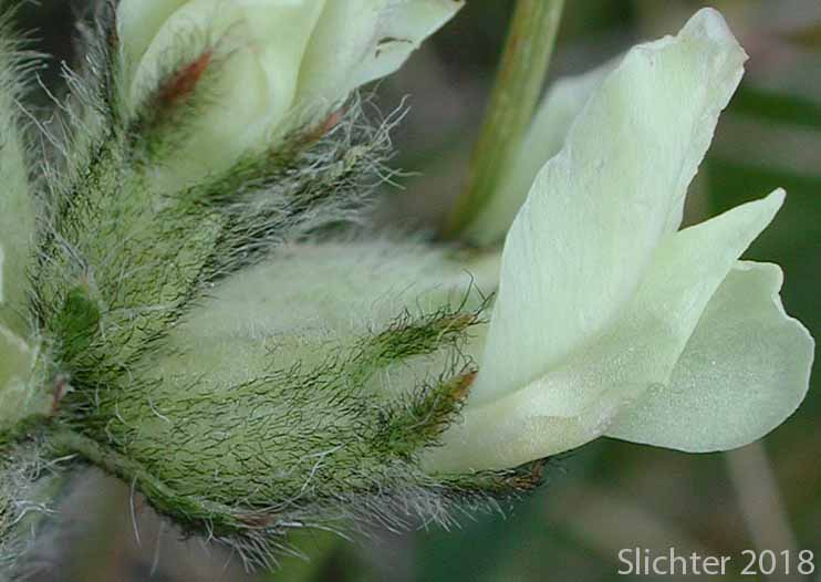 Yellow-flower Locoweed: Oxytropis campestris var. gracilis (Synonyms: Oxytropis campestris ssp. gracilis, Oxytropis campestris var. cervinus, Oxytropis gracilis, Oxytropis luteola, Oxytropis monticola , Oxytropis villosa)